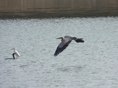 Ardea herodias herodias