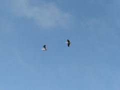 Pelecanus philippensis