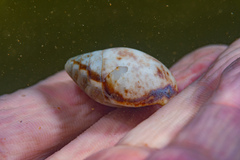 Pythia