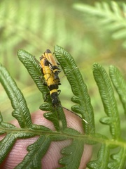 Chauliognathus imperialis