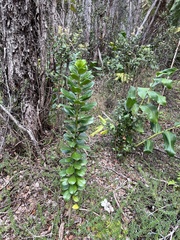 Ilex anomala
