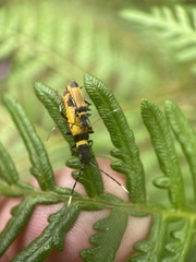 Chauliognathus imperialis