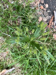 Cyperus meyenianus