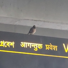 Acridotheres tristis