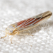 Red-streaked Leafhopper - Photo (c) assmann, some rights reserved (CC BY-NC), uploaded by assmann