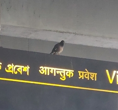 Acridotheres tristis