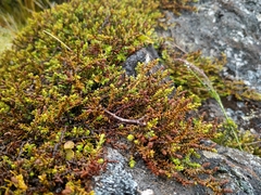 Lepidothamnus laxifolius