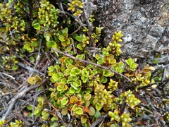 Myrsine nummularia