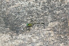 Austrogomphus amphiclitus