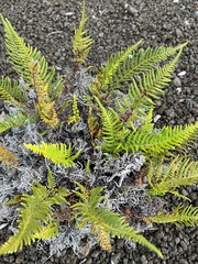 Pityrogramma austroamericana