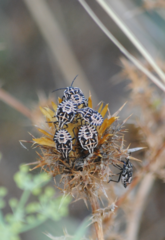 Codophila varia