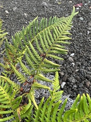 Pityrogramma austroamericana