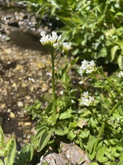 Nasturtium officinale
