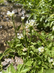 Nasturtium officinale
