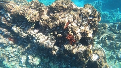 Heterocentrotus mamillatus