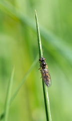 Platycheirus scutatus