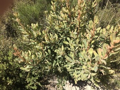 Banksia ornata