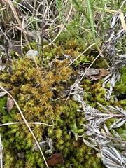 Dicranum speirophyllum