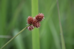 Carex molesta