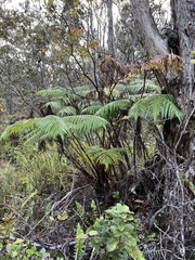 Cibotium glaucum