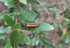 Stenoderus suturalis