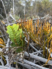 Polypodium pellucidum vulcanicum