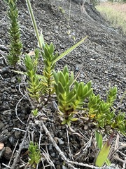 Coprosma ernodeoides