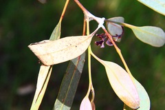 Cymbacha