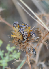 Codophila varia