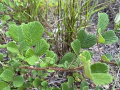 Rubus ellipticus