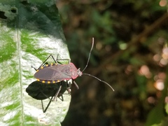 Laminiceps megaera
