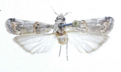 Pempelia palumbella