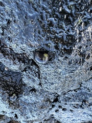 Nerita picea