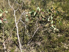 Eucalyptus cosmophylla