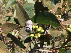 Eucalyptus cosmophylla