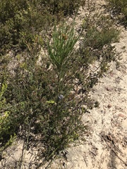 Allocasuarina muelleriana