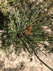 Allocasuarina muelleriana