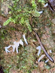 Clavaria fragilis