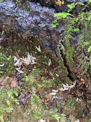 Clavaria fragilis