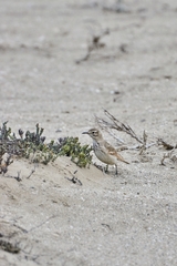 Geositta cunicularia