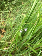 Lobelia anceps