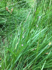 Lobelia anceps