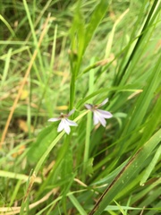 Lobelia anceps