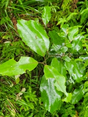 Hedycarya arborea