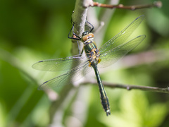 Cordulia aenea aenea