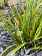 Ellipsidion humerale