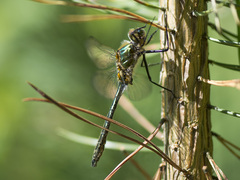 Cordulia aenea aenea