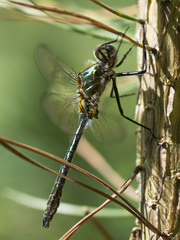 Cordulia aenea aenea