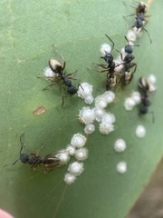 Dolichoderus scabridus
