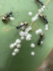 Dolichoderus scabridus